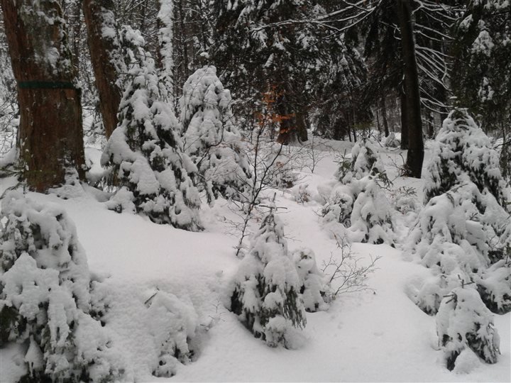 Leśne drzewa i młode świerki otulone śniegiem